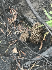 Morchellaceae