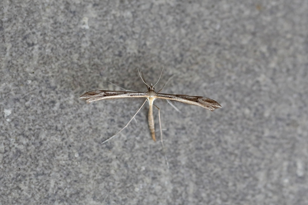 Stenoptilia pelidnodactyla