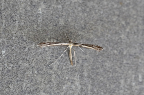 Stenoptilia pelidnodactyla