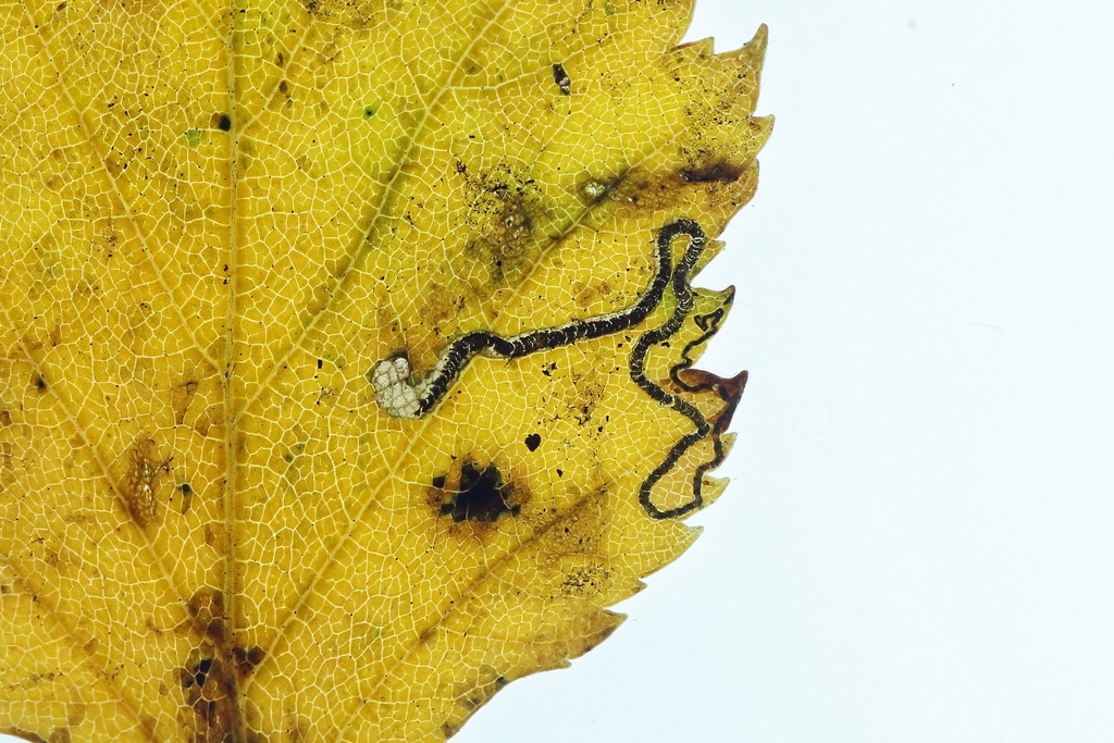 Small Birch Pigmy