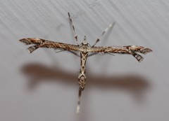 Amblyptilia