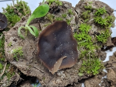 Plicaria endocarpoides