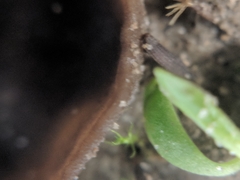 Plicaria endocarpoides