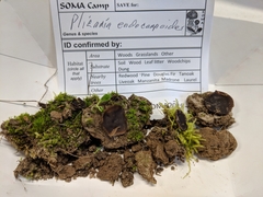 Plicaria endocarpoides