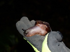 Exrhysota brookei