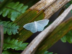 Poecilasthena pulchraria