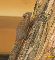 Callosciurus pygerythrus