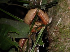 Craspedocephalus borneensis