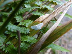 Poecilasthena pulchraria