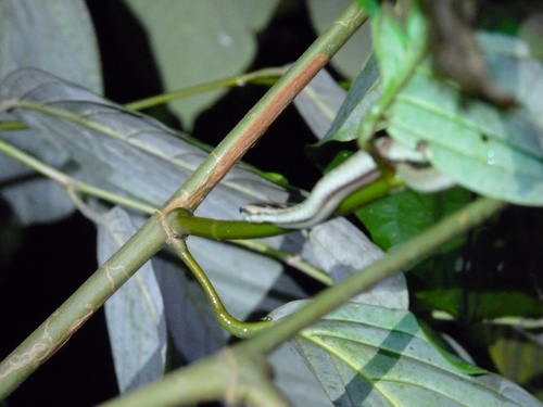 Psammodynastes pictus
