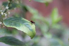 Paratrachelophorus nodicornis