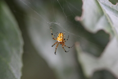 Argiope ocula