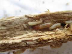 Kalotermes dispar