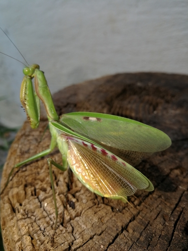 Flag Mantis