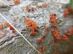 Cytospora chrysosperma