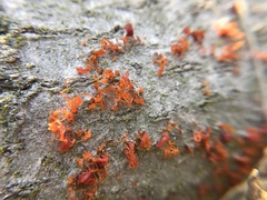 Cytospora chrysosperma