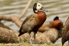 Pato Careto - Photo (c) Bird Explorers, algunos derechos reservados (CC BY-NC), subido por Bird Explorers