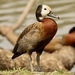 Dendrocygna viduata - Photo (c) Bird Explorers,  זכויות יוצרים חלקיות (CC BY-NC), הועלה על ידי Bird Explorers