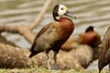 White-faced Whistling-Duck - Photo (c) Bird Explorers, some rights reserved (CC BY-NC), uploaded by Bird Explorers