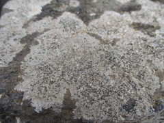 Lecanora campestris