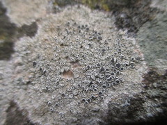 Lecanora campestris