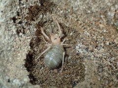 Eremobatinae