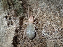 Eremobatinae