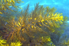 Caulocystis cephalornithos