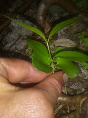 Chimonanthus praecox