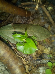 Chimonanthus praecox