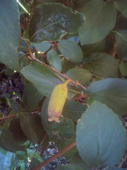 Chimonanthus praecox