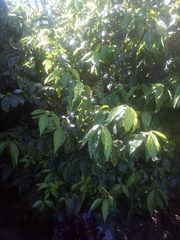 Chimonanthus praecox