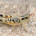 Lakin Grasshopper - Photo (c) Steven Mlodinow, some rights reserved (CC BY-NC), uploaded by Steven Mlodinow