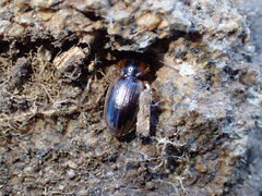 Tanystoma maculicolle