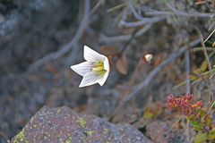 Gentianella bellidifolia