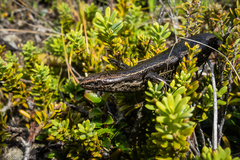 Oligosoma
