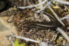 Oligosoma