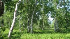 Betula pendula mandshurica