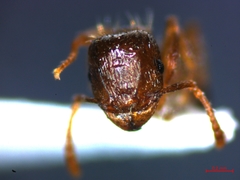 Tetramorium caespitum