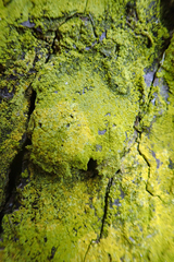 Chrysothrix xanthina