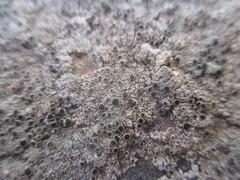 Lecanora campestris