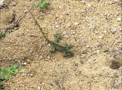 Physignathus cocincinus