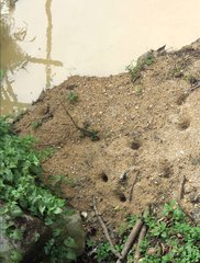 Physignathus cocincinus