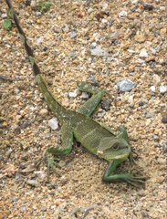 Physignathus cocincinus