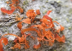Cytospora chrysosperma
