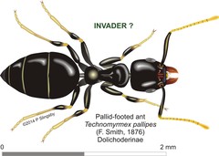 Technomyrmex pallipes