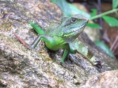 Physignathus cocincinus