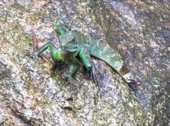 Physignathus cocincinus