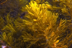 Caulocystis cephalornithos