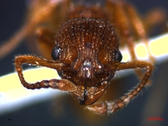 Myrmica sabuleti
